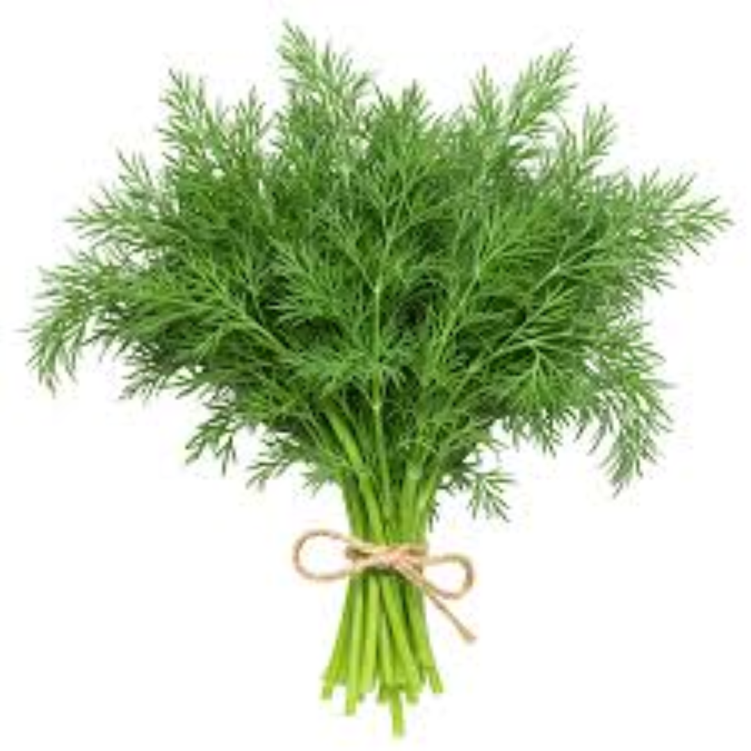 AAA FRESH DILL